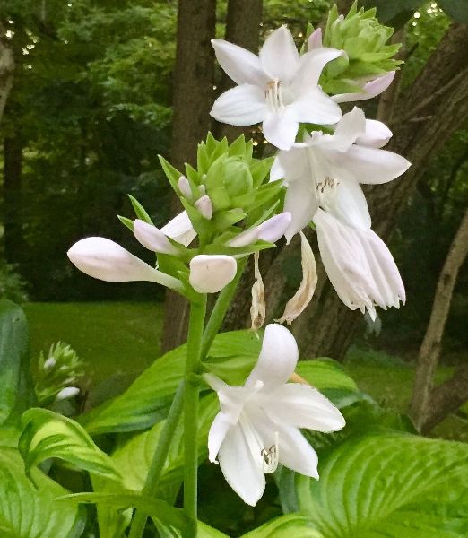 Hosta 'Guacamole'